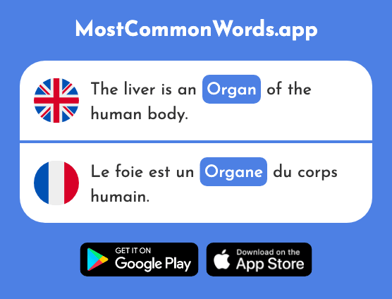 Organ - Organe (The 2417th Most Common French Word)
