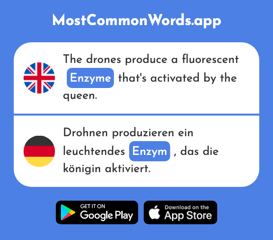 Enzyme - Enzym (The 1342nd Most Common German Word)