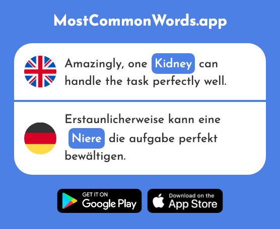 Kidney - Niere (The 2688th Most Common German Word)