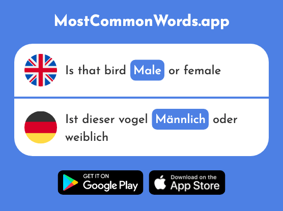 Male - Männlich (The 2091st Most Common German Word)